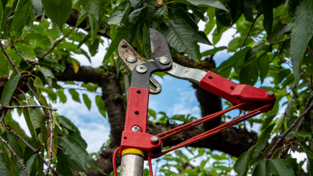 Tree Topping & Pruning