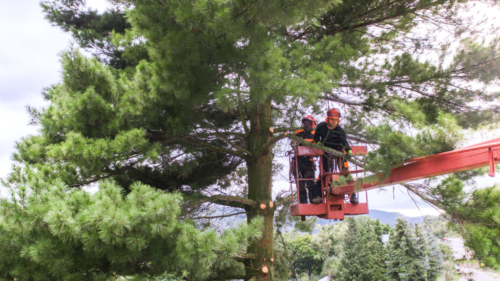tree topping Wicklow