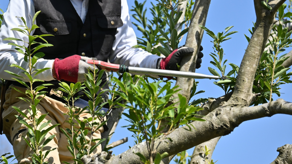 tree pruning Wicklow