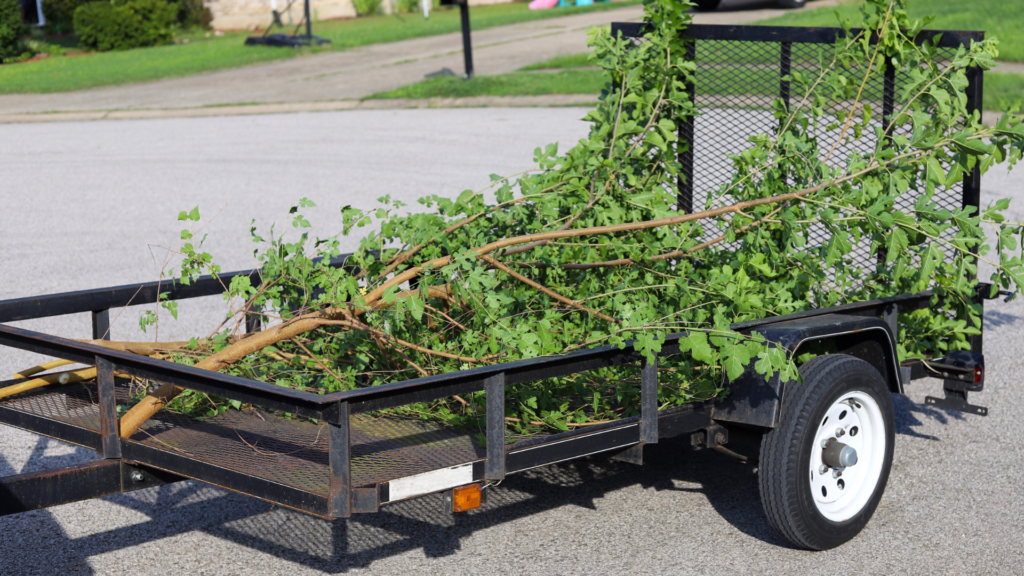 tree services Wicklow tree services Wicklow