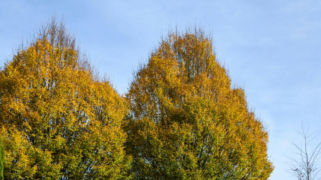 tree services Wicklow tree services Wicklow