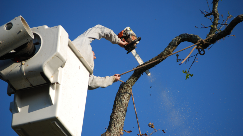 tree topping Wicklow